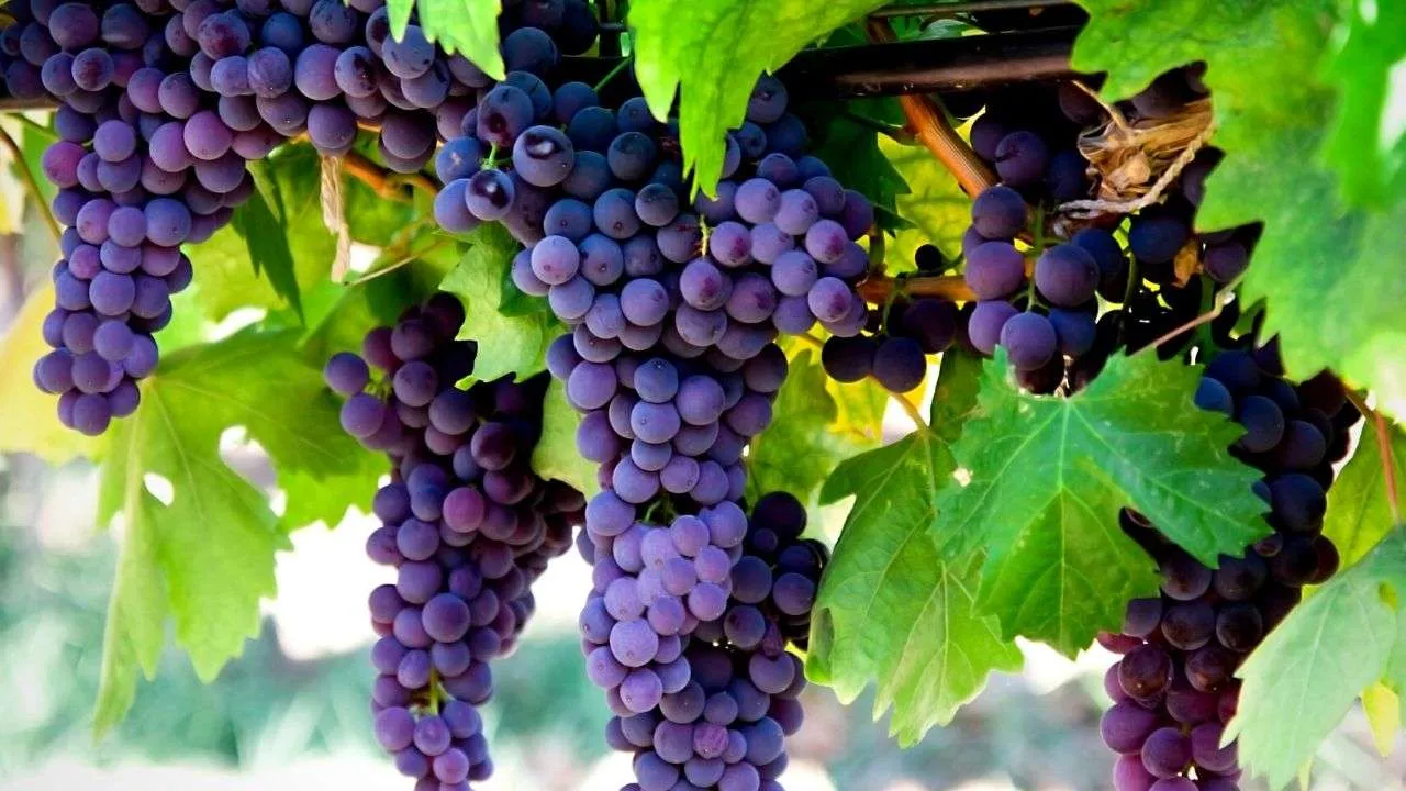 purple-grapes