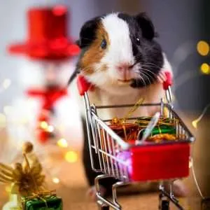 guinea-pig-with-shopping-trolley