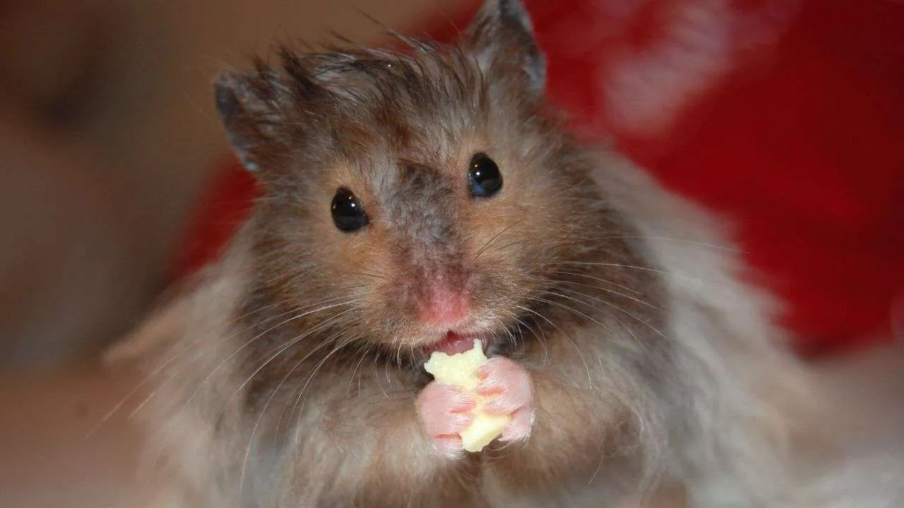 hamster-nibbling-cheese