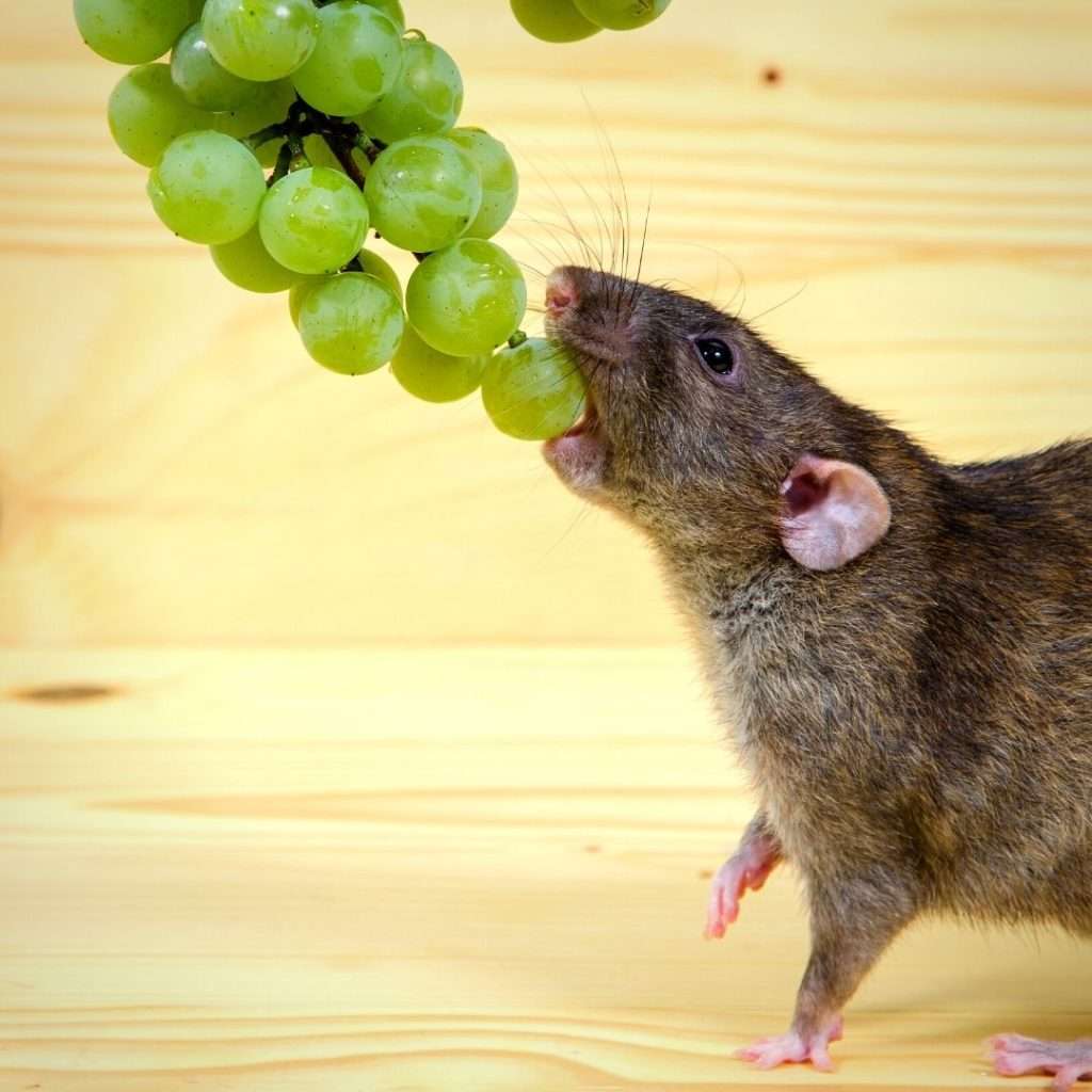 rat-eating-hanging-grapes