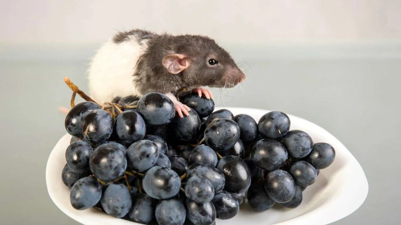 rat-sitting-on-red-grapes