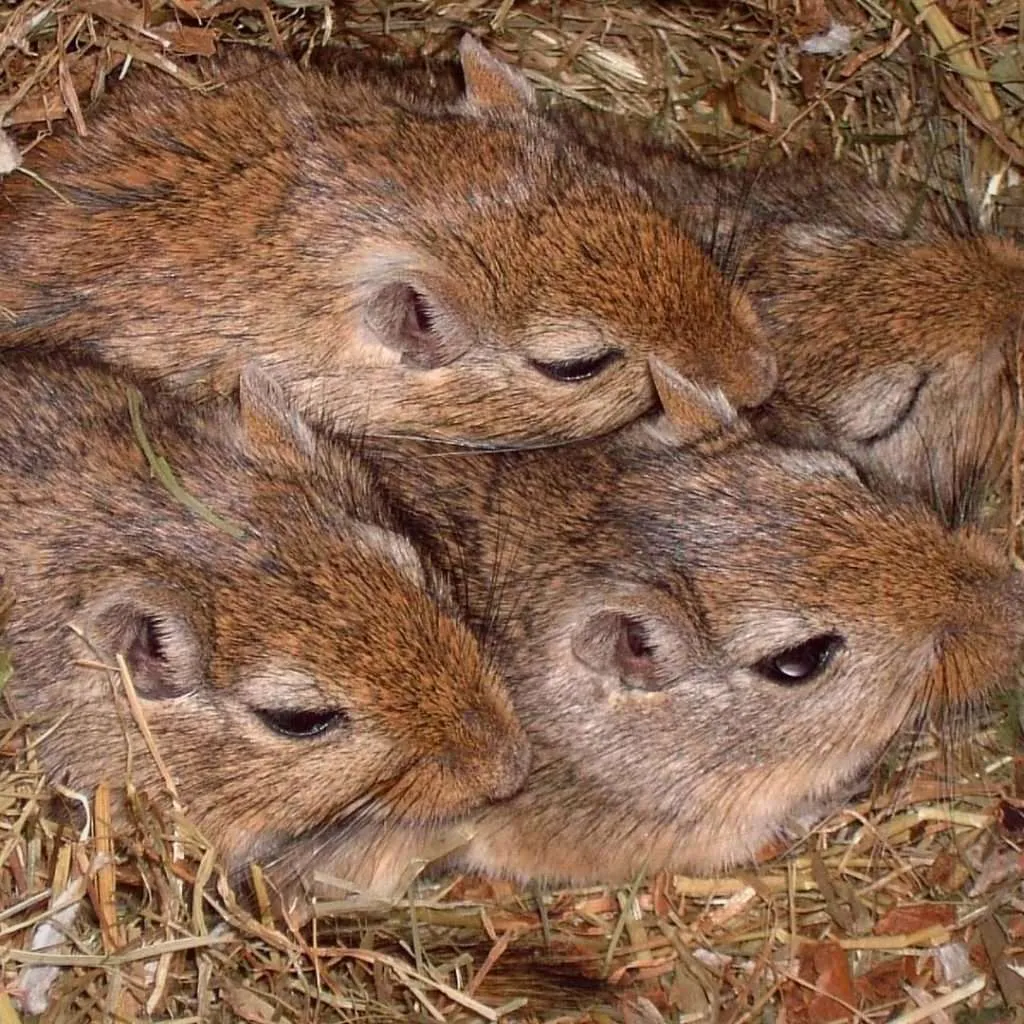 gerbils-huddled-together