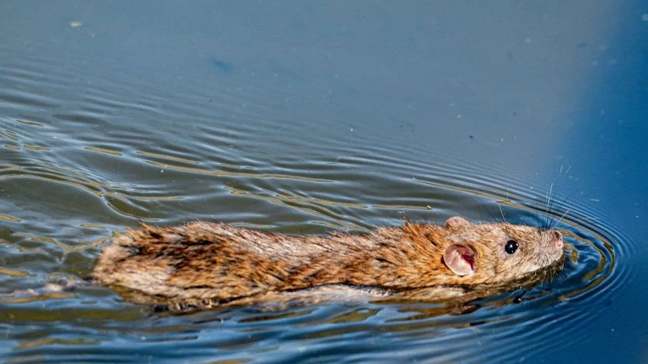 rat-swimming-in-water