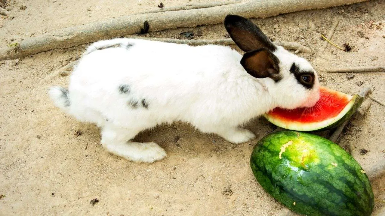 rabbit-eating-watermelon